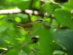 Urosphena squameiceps