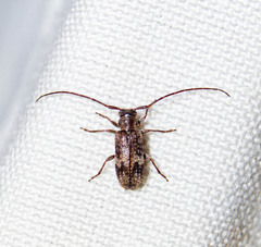 Exocentrus adspersus