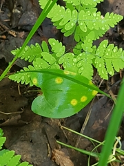 Puccinia sessilis