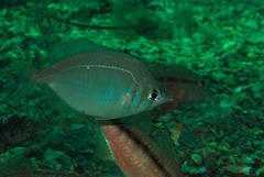 Parequula melbournensis