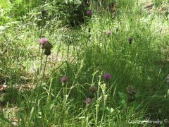 Cirsium filipendulum