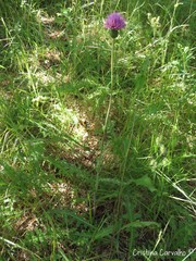 Cirsium filipendulum