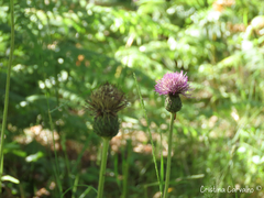 Cirsium filipendulum