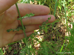 Cirsium filipendulum