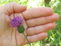 Cirsium filipendulum