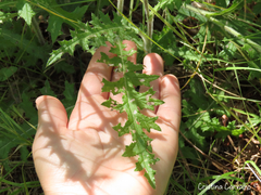 Cirsium filipendulum