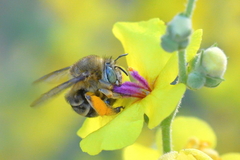 Amegilla garrula