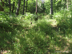 Cirsium filipendulum