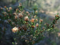 Stoebe rugulosa