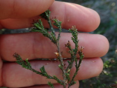 Stoebe rugulosa