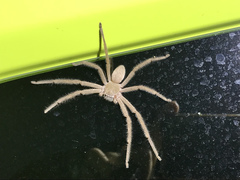 Neosparassus salacius