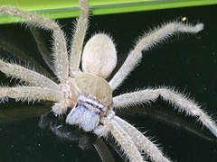 Neosparassus salacius