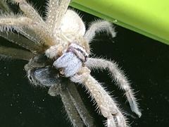 Neosparassus salacius