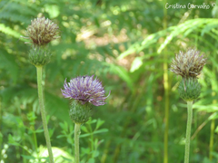 Cirsium filipendulum
