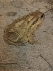 Bufo spinosus