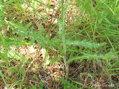 Cirsium filipendulum