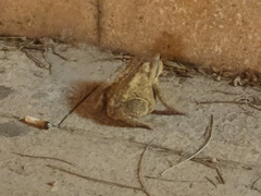 Bufo spinosus