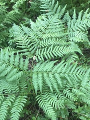 Pteridium pinetorum