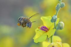 Amegilla garrula