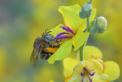 Amegilla garrula