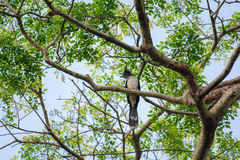 Clamator levaillantii