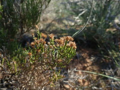 Stoebe rugulosa