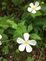 Ranunculus aconitifolius