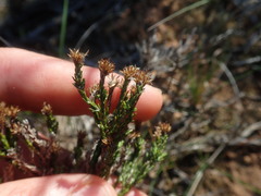 Stoebe rugulosa