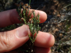 Stoebe rugulosa