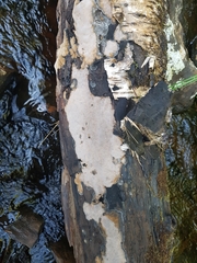 Phellinus laevigatus