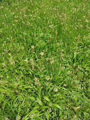 Plantago lanceolata
