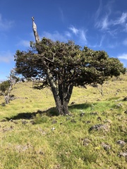Diospyros sandwicensis