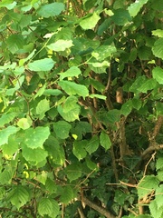 Corylus avellana