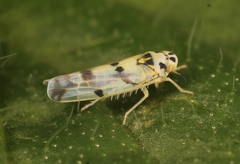 Eupteryx atropunctata