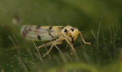 Eupteryx atropunctata