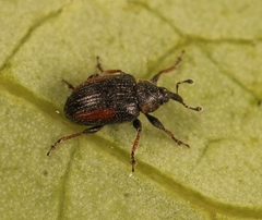 Gymnetron veronicae
