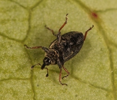 Gymnetron veronicae