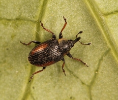 Gymnetron veronicae
