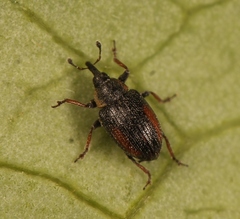 Gymnetron veronicae