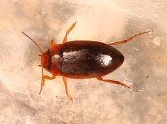 Hydroporus angustatus
