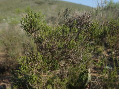 Stoebe rugulosa