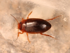 Hydroporus angustatus