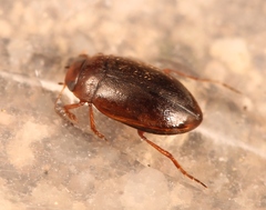 Hydroporus angustatus