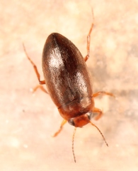 Hydroporus angustatus