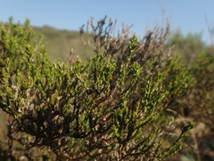Stoebe rugulosa