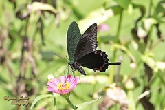 Papilio karna