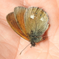 Coenonympha