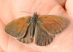 Coenonympha