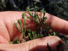 Stoebe rugulosa