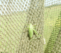 Poecilimon intermedius